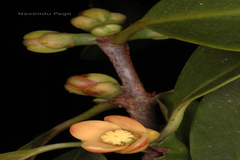 Garcinia gummi-gutta